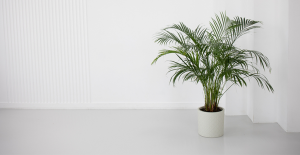 Planta verde em vaso branco em ambiente claro, ilustrando opções de plantas para quarto e decoração natural