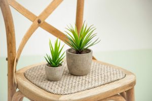 Vasos de aloe vera sobre cadeira de madeira, ilustrando plantas para quarto em uma decoração natural e minimalista