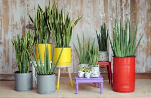 Vasos com espada-de-são-jorge e outras plantas verdes, ilustrando opções de plantas para quarto e decoração natural