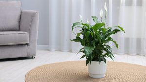 Lírio-da-paz em vaso branco sobre tapete natural, ilustrando plantas para quarto em uma decoração leve e aconchegante
