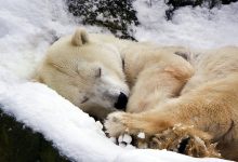 Foto de Hibernar e dormir bem: lições da natureza sobre o sono