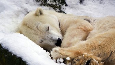 Foto de Hibernar e dormir bem: lições da natureza sobre o sono