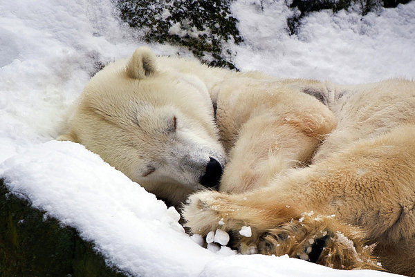 O urso busca sua caverna para descansar e conservar energia — um lembrete de que todos precisamos de pausas para recuperar as forças.