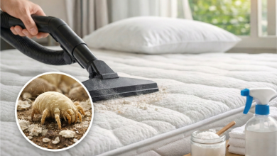 Foto de Ácaro no colchão: como identificar, reduzir e proteger seu sono