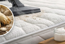 Foto de Ácaro no colchão: como identificar, reduzir e proteger seu sono