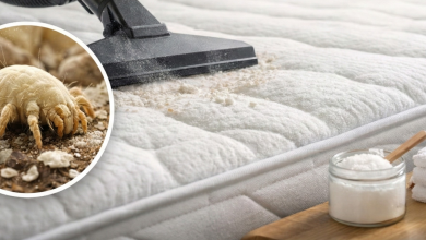 Foto de Ácaro no colchão: como identificar, reduzir e proteger seu sono